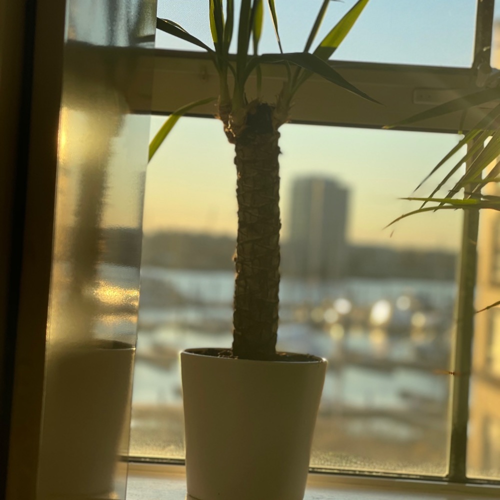 Mini palm tree - Picture 5 of 5